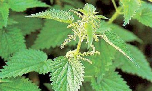 Веник из крапивы для бани Веник из крапивы для бани