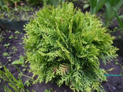  
Ландшафтный дизайн участка