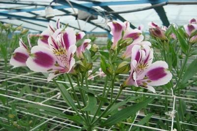 Альстромерия в открытом грунте: особенности ухода