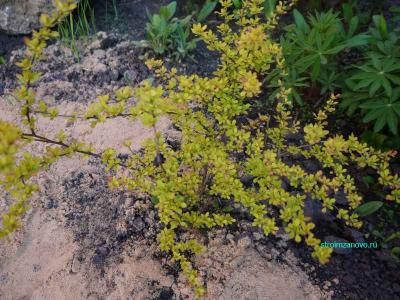  
Ландшафтный дизайн участка