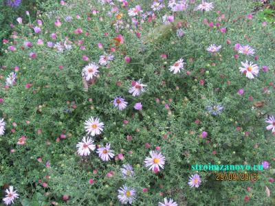  
Цветы в саду