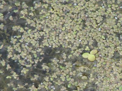  
Растения водоёма