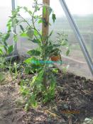  
Рецепт томатного сока