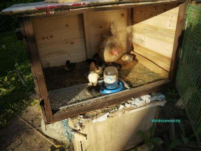  
Клетка для цыплят