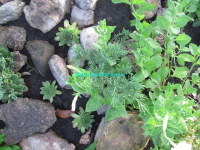  
Альпийская горка своими руками