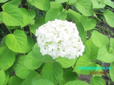  
Цветы в саду