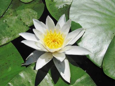  
Растения водоёма