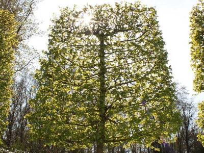  
Топиари – искусство фигурной стрижки растений