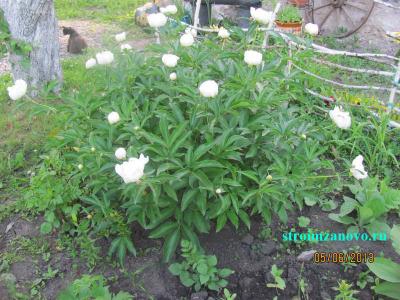  
Цветы в саду