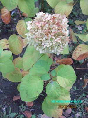  
Цветы в саду