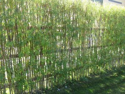  
Живая изгородь на даче