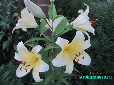  
Цветы в саду