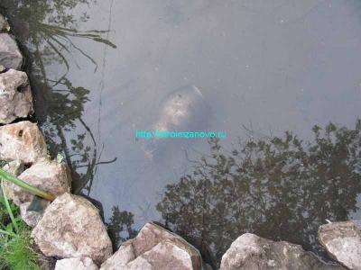  
Как сделать пруд на даче