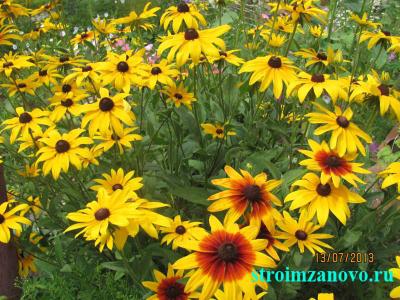  
Цветы в саду