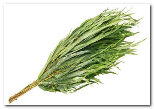 Эвкалиптовый и прочие банные веники 