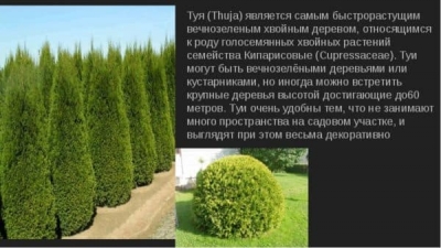 Альпийский стиль в ландшафтном дизайне