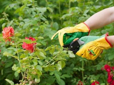 Выращивание роз: проблемы, с которыми столкнетесь Выращивание роз: проблемы, с которыми столкнетесь