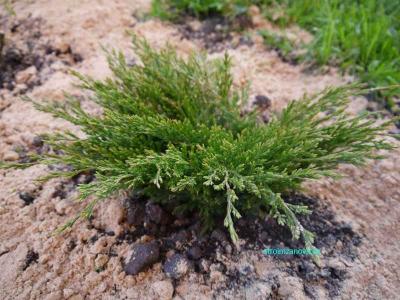  
Ландшафтный дизайн участка