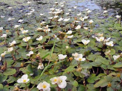  
Растения водоёма