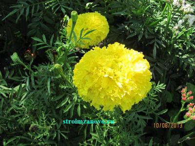  
Цветы в саду