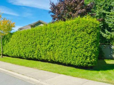  
Живая изгородь на даче