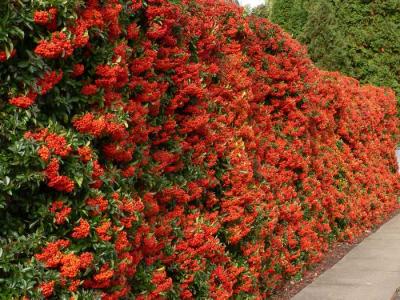  
Живая изгородь на даче