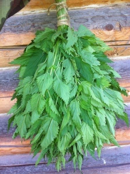 Какие бывают веники для бани