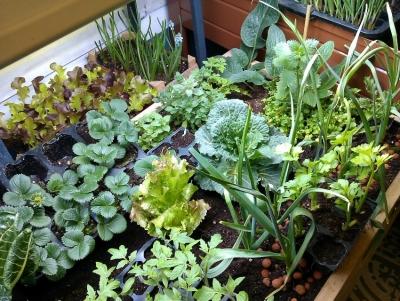 Высокие грядки на даче своими руками: фото и технология изготовления Высокие грядки на даче своими руками: фото и технология изготовления