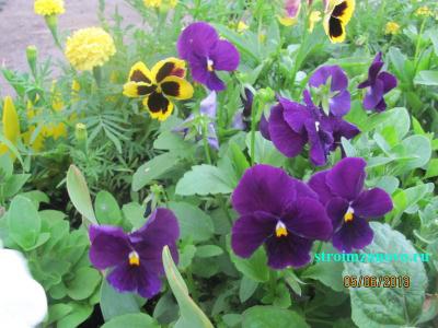  
Цветы в саду