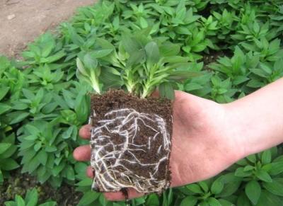 Альстромерия в открытом грунте: особенности ухода