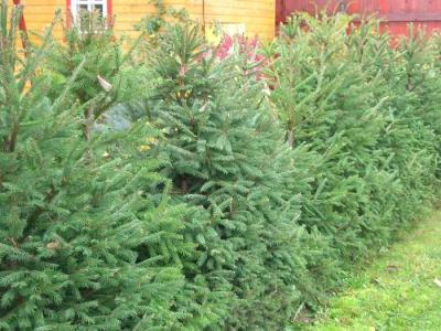  
Живая изгородь на даче