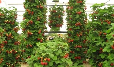 Высокие грядки на даче своими руками: фото и технология изготовления Высокие грядки на даче своими руками: фото и технология изготовления