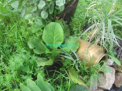  
Как сделать пруд на даче