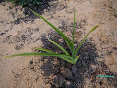  
Ландшафтный дизайн участка