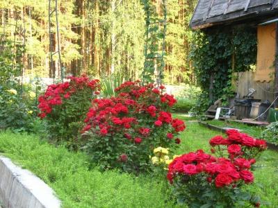 Выращивание роз: проблемы, с которыми столкнетесь Выращивание роз: проблемы, с которыми столкнетесь