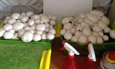 Выращивание грибов в домашних условиях: главные особенности и инструкция для новичков Выращивание грибов в домашних условиях: главные особенности и инструкция для новичков