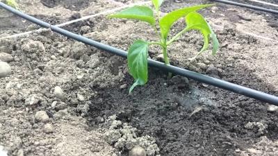 Капельный полив своими руками. Как делать. Фото и видео