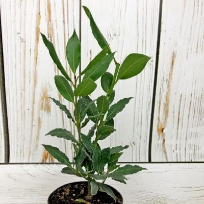 Лавровое дерево — выращиваем самостоятельно