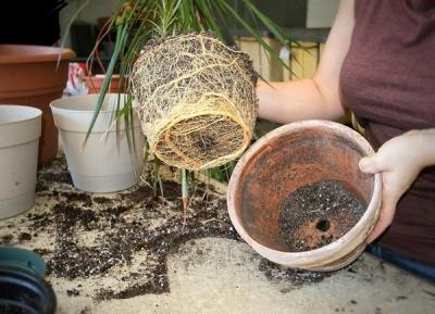 Пересадка комнатных растений — главные правила