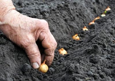 Как вырастить лук из семян за один сезон? Лучшие рекомендации и главные советы