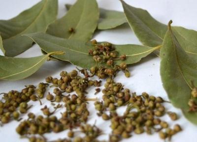 Лавровое дерево — выращиваем самостоятельно