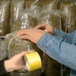 Выращивание грибов в домашних условиях: главные особенности и инструкция для новичков Выращивание грибов в домашних условиях: главные особенности и инструкция для новичков