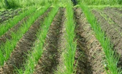 Как вырастить лук из семян за один сезон? Лучшие рекомендации и главные советы