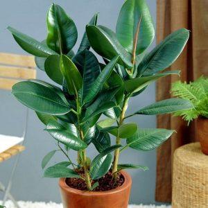 Какая должна быть влажность в квартире