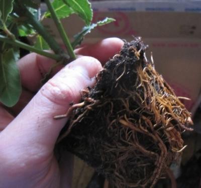 Лавровое дерево — выращиваем самостоятельно