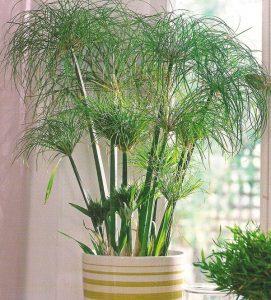 Какая должна быть влажность в квартире