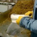 Выращивание грибов в домашних условиях: главные особенности и инструкция для новичков Выращивание грибов в домашних условиях: главные особенности и инструкция для новичков