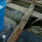 Выращивание грибов в домашних условиях: главные особенности и инструкция для новичков Выращивание грибов в домашних условиях: главные особенности и инструкция для новичков