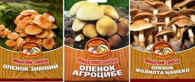 Выращивание грибов в домашних условиях: главные особенности и инструкция для новичков Выращивание грибов в домашних условиях: главные особенности и инструкция для новичков