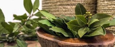 Лавровое дерево — выращиваем самостоятельно